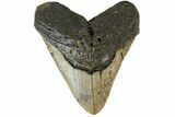 Fossil Megalodon Tooth - North Carolina #158196-2